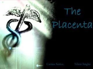 The Placenta