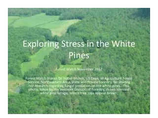 Exploring Stress in the White Pines