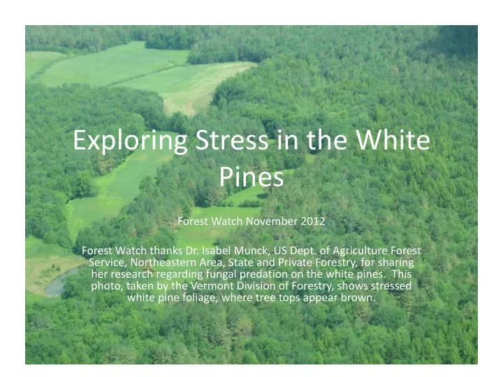 exploring stress in the white pines