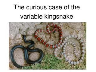 The curious case of the variable kingsnake
