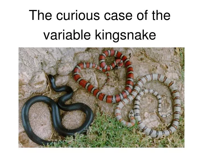 the curious case of the variable kingsnake