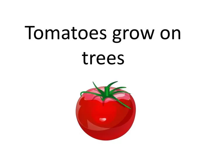 tomatoes grow on trees