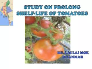 STUDY ON PROLONG SHELF-LIFE OF TOMATOES