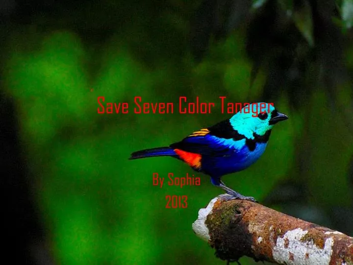 save seven color tanager