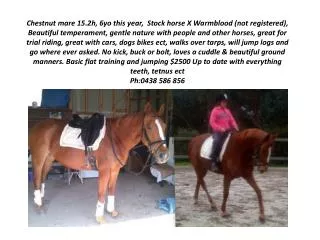 Chestnut mare 15.2h, 6yo this year, Stock horse X Warmblood (not registered),