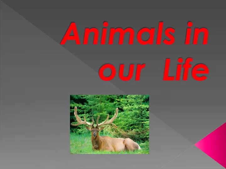 animals in our li f e