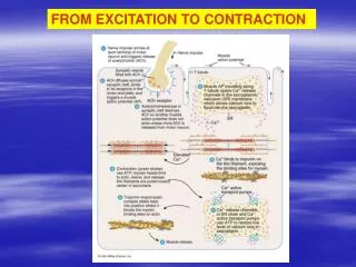 FROM EXCITATION TO CONTRACTION