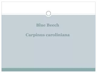 Blue Beech Carpinus caroliniana