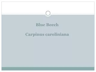 blue beech carpinus caroliniana