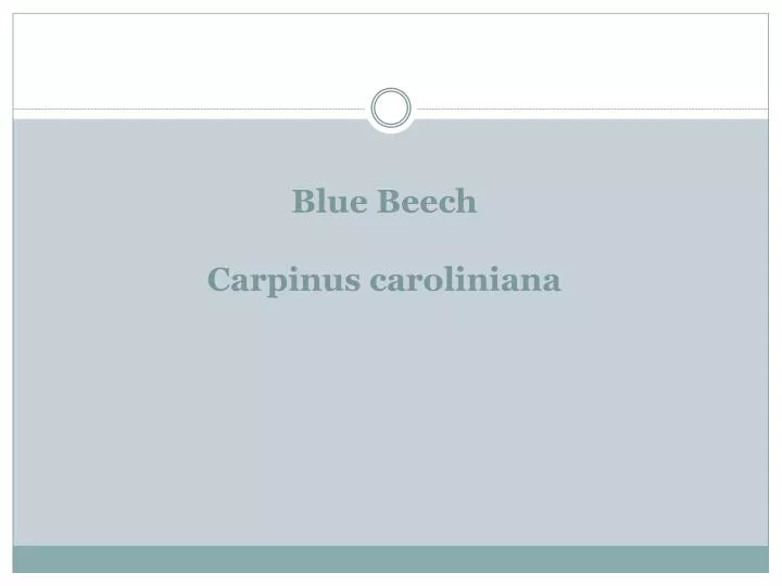 blue beech carpinus caroliniana