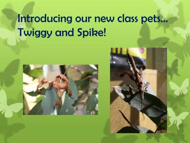 introducing our new class pets twiggy and spike