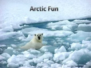 Arctic Fun