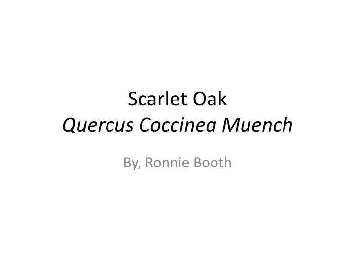 scarlet oak quercus coccinea muench