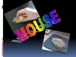 MOUSE - slide 1