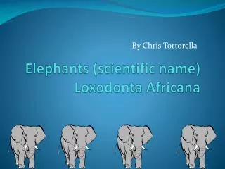 Elephants (scientific name) Loxodonta Africana