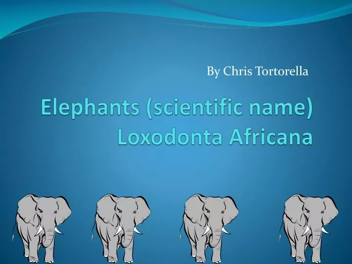 elephants scientific name loxodonta africana