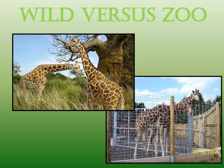 wild versus zoo