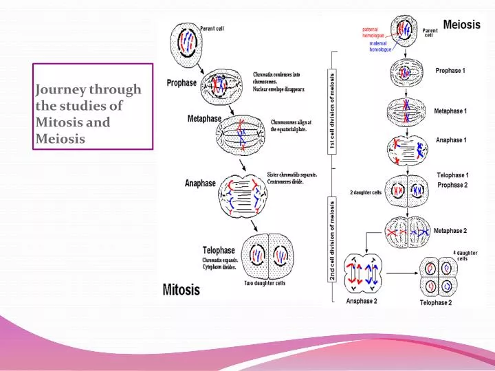 journey through the studies of mitosis and meiosis