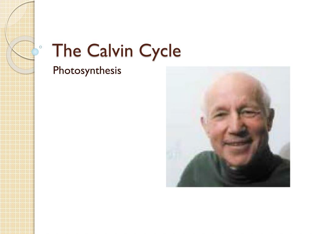 PPT - The Calvin Cycle PowerPoint Presentation, free download - ID:2478793