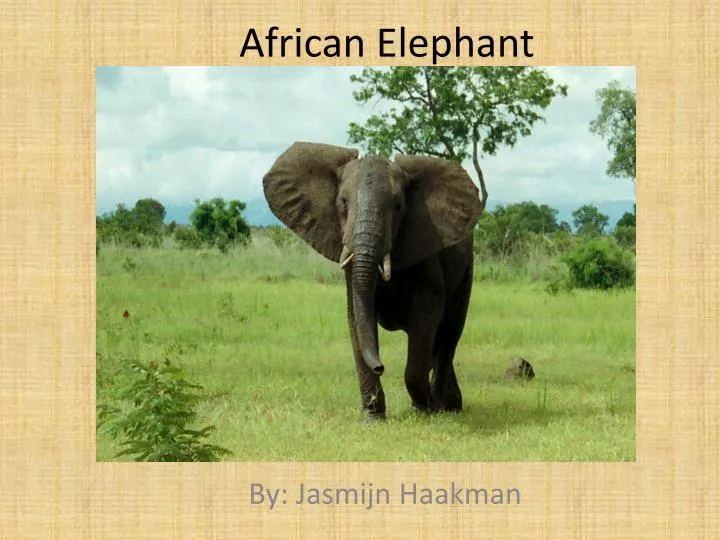 a frican elephant