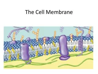 The Cell Membrane