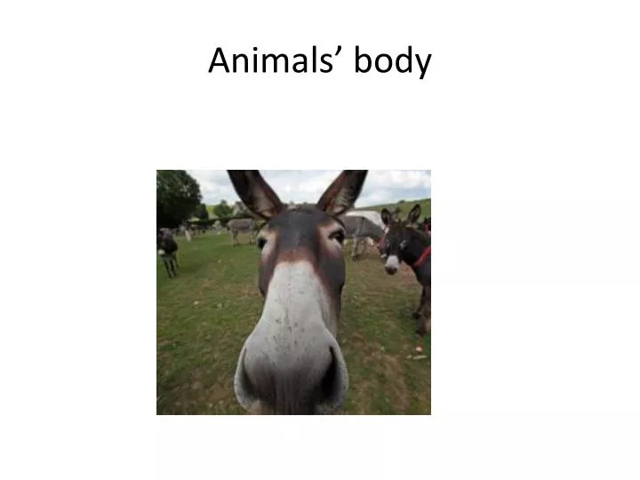animals body