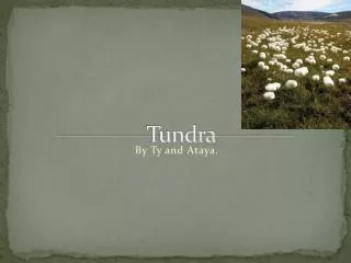 T undra