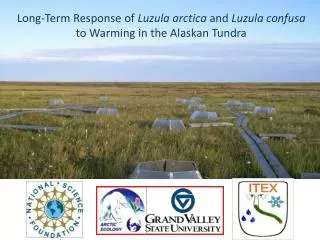 Long-Term Response of Luzula arctica and Luzula confusa to Warming in the Alaskan Tundra