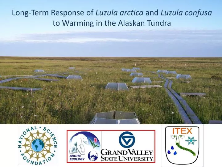long term response of luzula arctica and luzula confusa to warming in the alaskan tundra