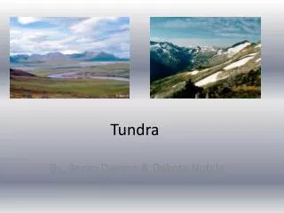 Tundra