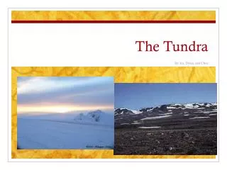 The Tundra