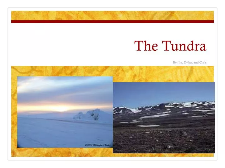 the tundra
