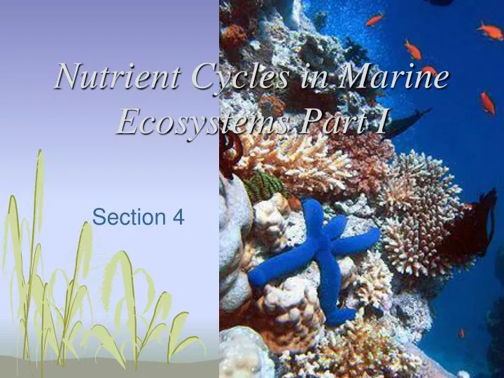 nutrient cycles in marine ecosystems part i
