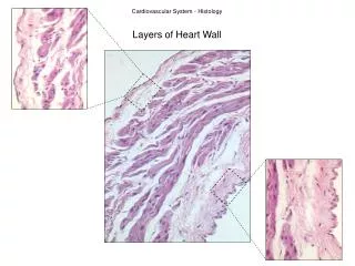Layers of Heart Wall