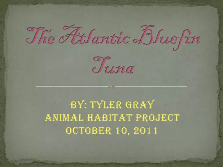 the atlantic bluefin tuna