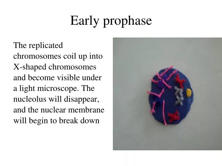 early prophase