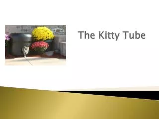 The Kitty Tube