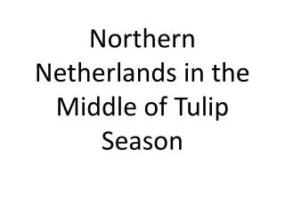 Northern Netherlands in the Middle of Tulip Season