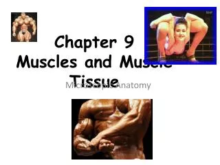 chapter 9 muscles and muscle tissue