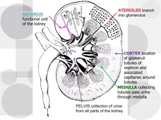 ATERIOLES branch into glomerulus