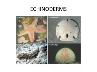 ECHINODERMS