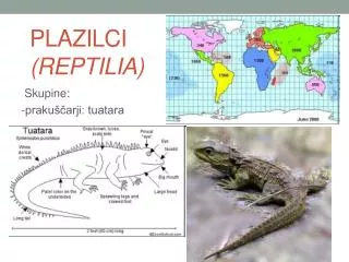 plazilci reptilia