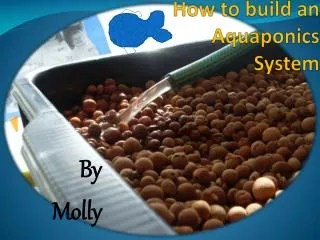 How to build an Aquaponics System