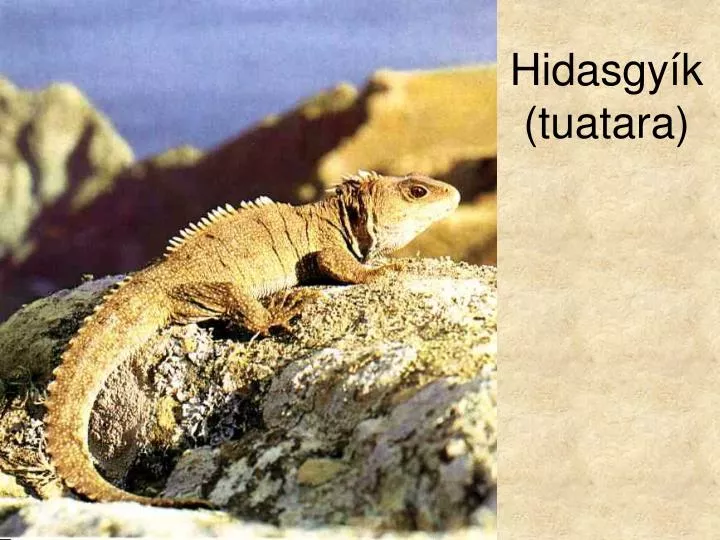 hidasgy k tuatara