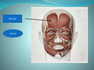 Frontalis