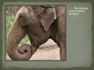 The Amazing Asian Elephant By:Manav