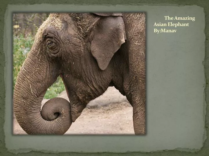 the amazing asian elephant by manav