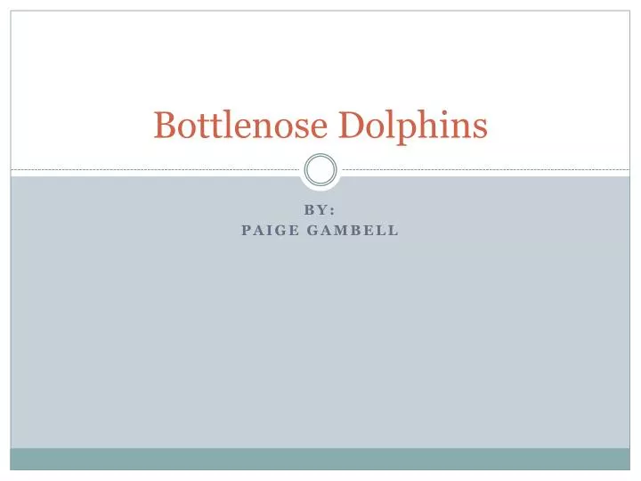 bottlenose dolphins