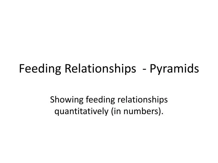 feeding relationships pyramids