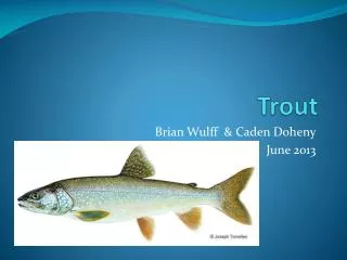 Trout